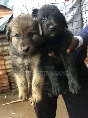 1-3 Month Old Male Purebred German Shepherd Puppy