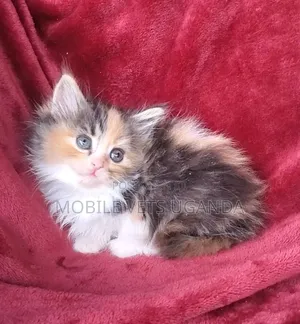 Purebred Bombay Kitten - 1-3 Months Old
