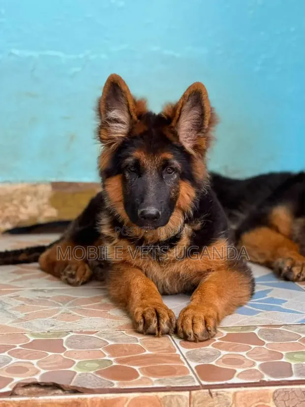 Purebred German Shepherd Female, 3-6 Months - 1