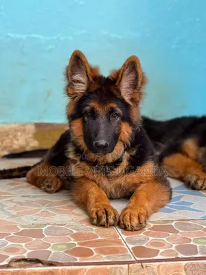 Purebred German Shepherd Female, 3-6 Months