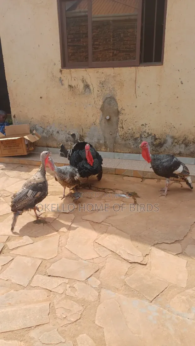 Turkeys for Sale - Breeding Pair - 1