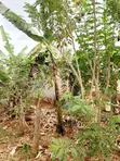 Land for Sale - Nazigo, Kayunga-Jinja Road - 2