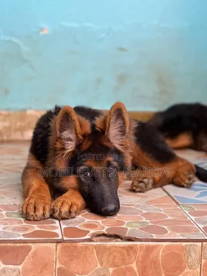 Female Purebred German Shepherd Puppy (1-3 Months)