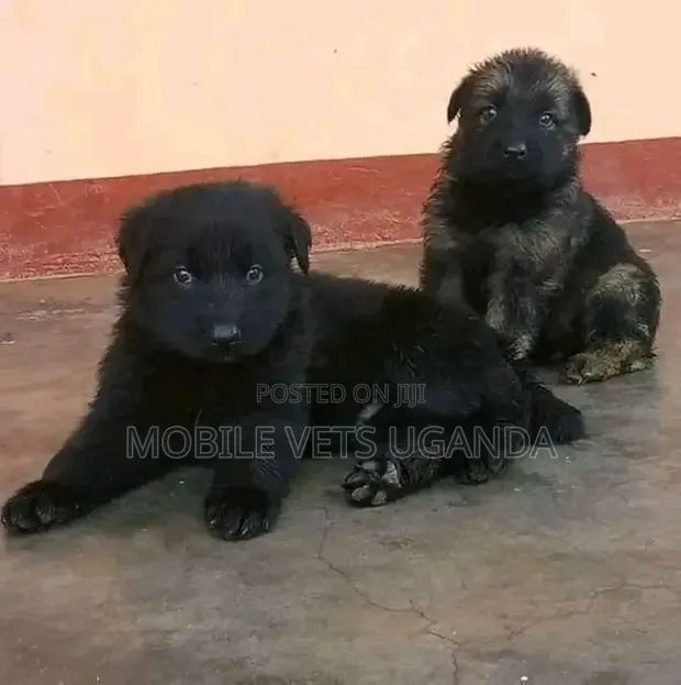 Male Purebred German Shepherd Puppy (0-1 Month) - 1