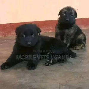 Male Purebred German Shepherd Puppy (0-1 Month)