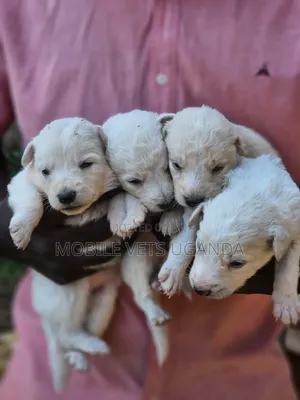 0-1 Month Male Purebred Golden Retriever Puppy