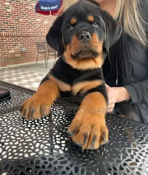 Purebred Rottweiler Puppy - 1-3 Months Old