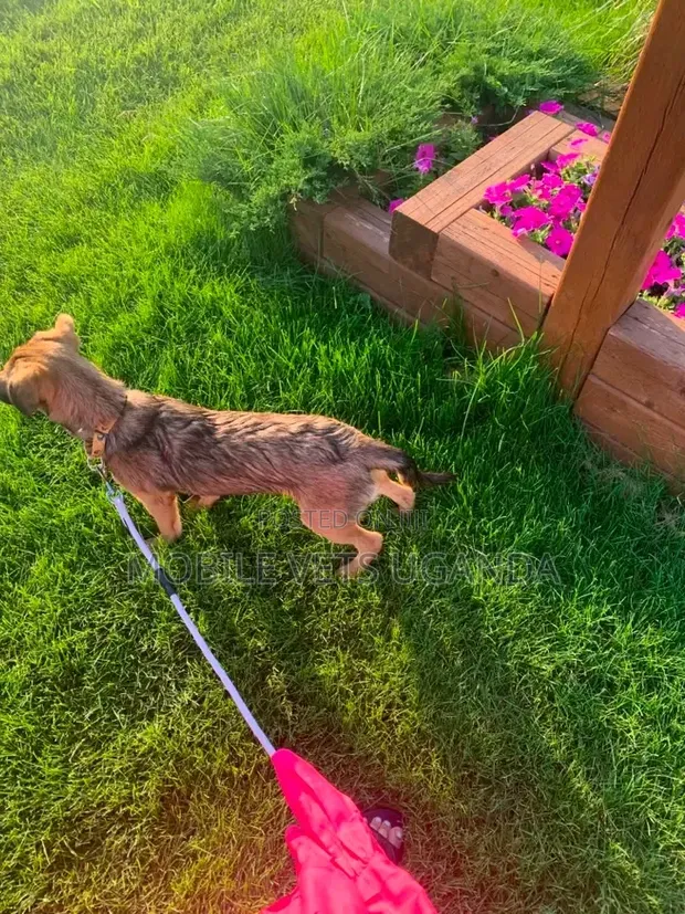 3-6 Month Male Mixed Breed German Shepherd - 1