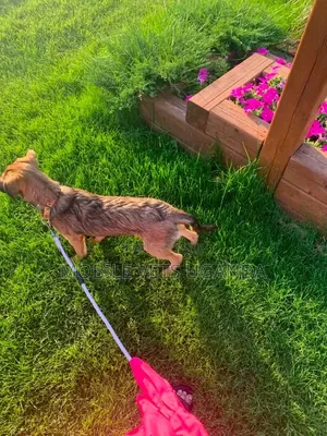 3-6 Month Male Mixed Breed German Shepherd