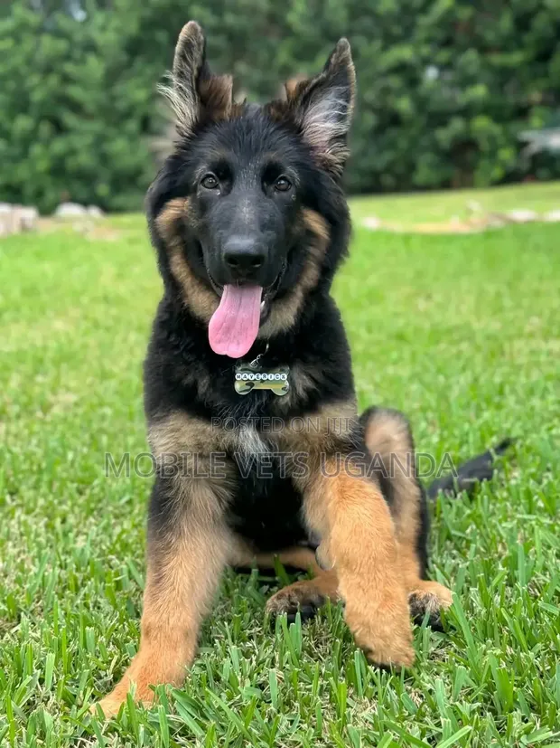 1-3 Month Male Purebred German Shepherd Puppy - 1