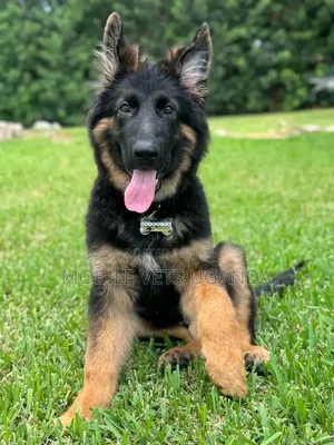 1-3 Month Male Purebred German Shepherd Puppy