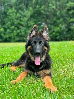 Female Purebred German Shepherd Puppy (1-3 Months)