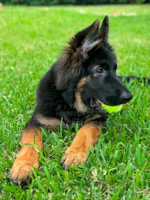3-6 Month Male Purebred German Shepherd