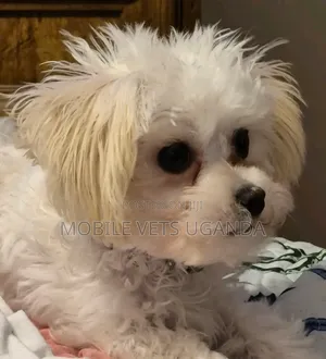 Purebred Maltese Puppy - 1-3 Months Old