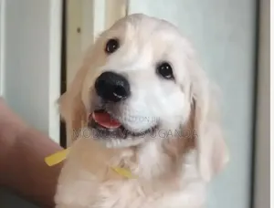 1-3 Month Male Purebred Golden Retriever Puppy