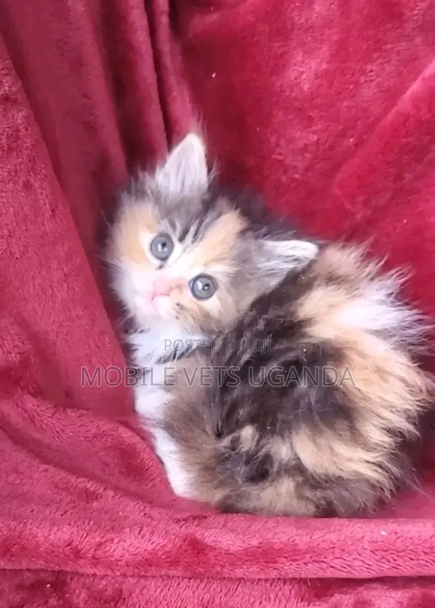 Female Purebred Bombay Kitten, 1-3 Months - 1