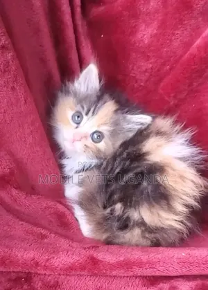 Female Purebred Bombay Kitten, 1-3 Months