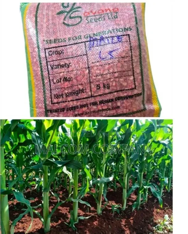 Drought Resistant Maize Seeds - Longe 5 (1kg) - 1