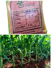 Drought Resistant Maize Seeds - Longe 5 (1kg) - 1