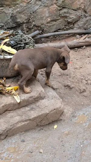 Purebred Boerboel Puppy - 1-3 Months Old