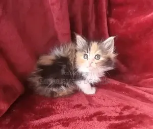Female Exotic Kitten (0-1 Month)
