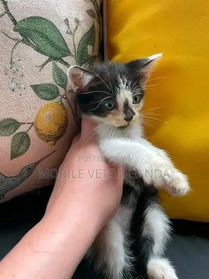 Female American Wirehair Kitten (1-3 Months)