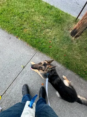 3-6 Month Male Purebred German Shepherd