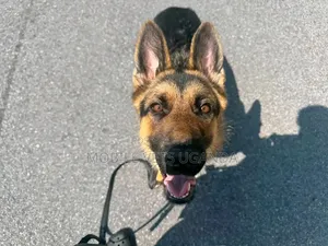 Female Purebred German Shepherd, 6-12 Months