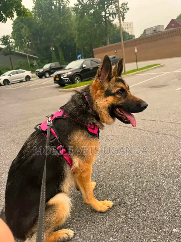 Female Purebred German Shepherd Puppy (3-6 Months) - 1