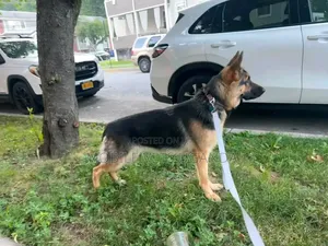 Female Purebred German Shepherd Puppy (3-6 Months)
