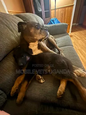 Purebred Boerboel Puppy, 6-12 Months