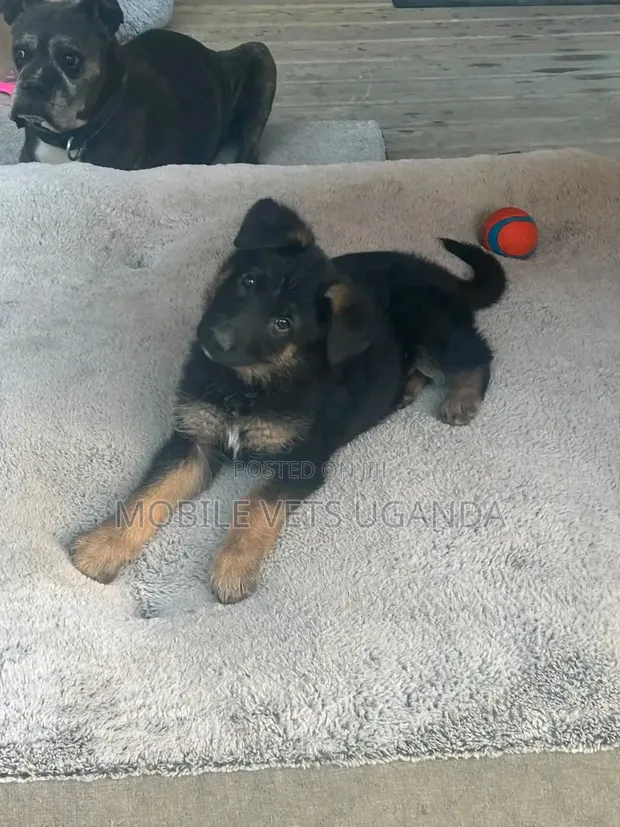 1-3 Months Male Purebred German Shepherd Puppy - 1