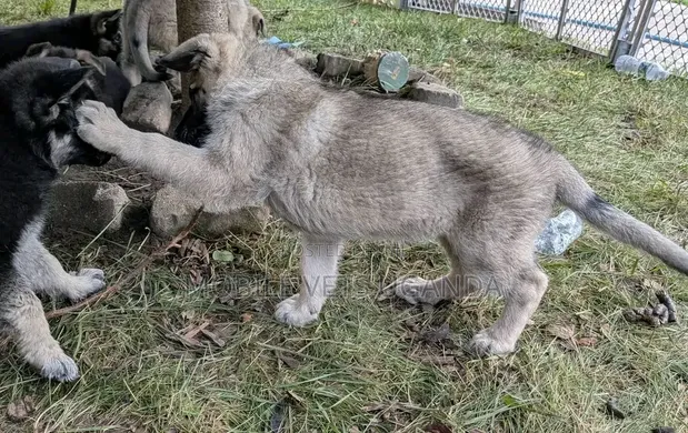 Female Purebred German Shepherd Puppy (1-3 Months) - 1