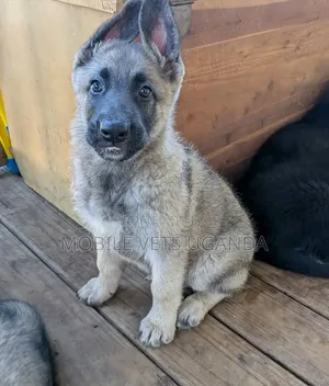3-6 Month Male Purebred German Shepherd