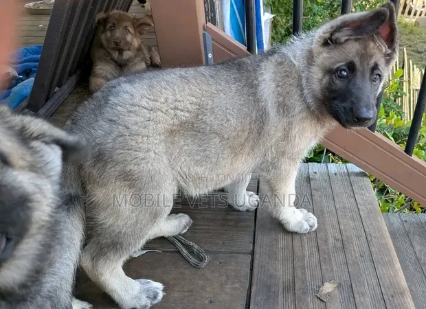 1-3 Month Male Purebred German Shepherd Puppy - 1