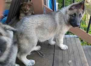 1-3 Month Male Purebred German Shepherd Puppy