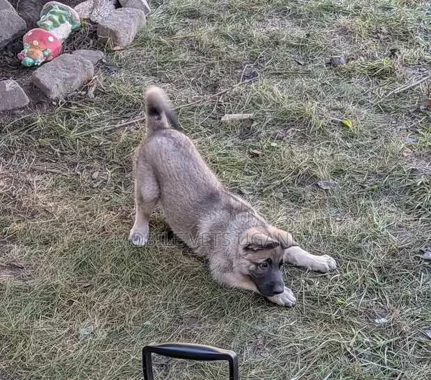 1-3 Month Male Purebred German Shepherd Puppy - 1