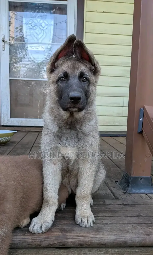 Female Purebred German Shepherd Puppy (1-3 Months) - 1