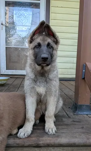 Female Purebred German Shepherd Puppy (1-3 Months)