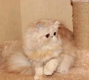 3-6 Month Male Purebred Persian Kitten