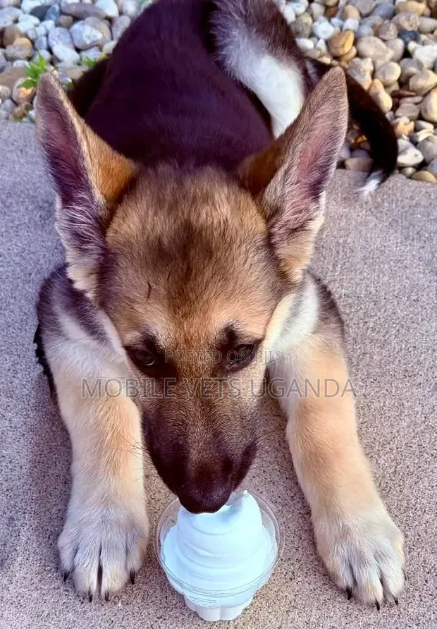 3-6 Month Male Purebred German Shepherd - 1