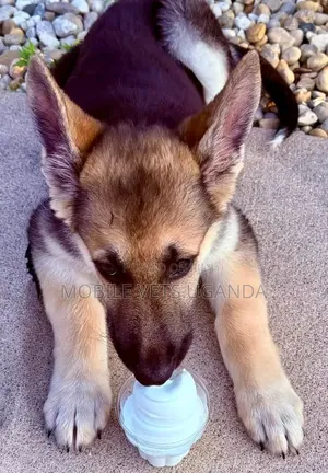 3-6 Month Male Purebred German Shepherd