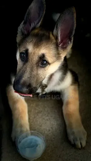 Female Purebred German Shepherd Puppy (1-3 Months)