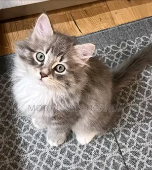 Purebred Persian Kitten - 1-3 Months Old