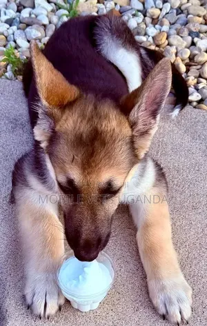 Female Purebred German Shepherd Puppy (0-1 Month)