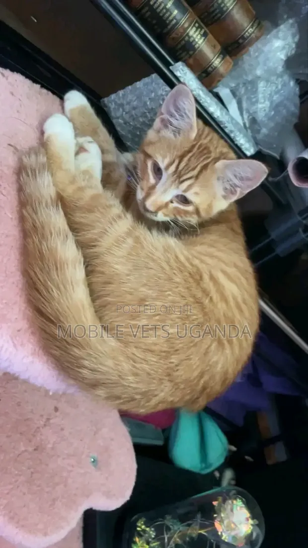 1-3 Month Male Purebred Exotic Kitten - 1