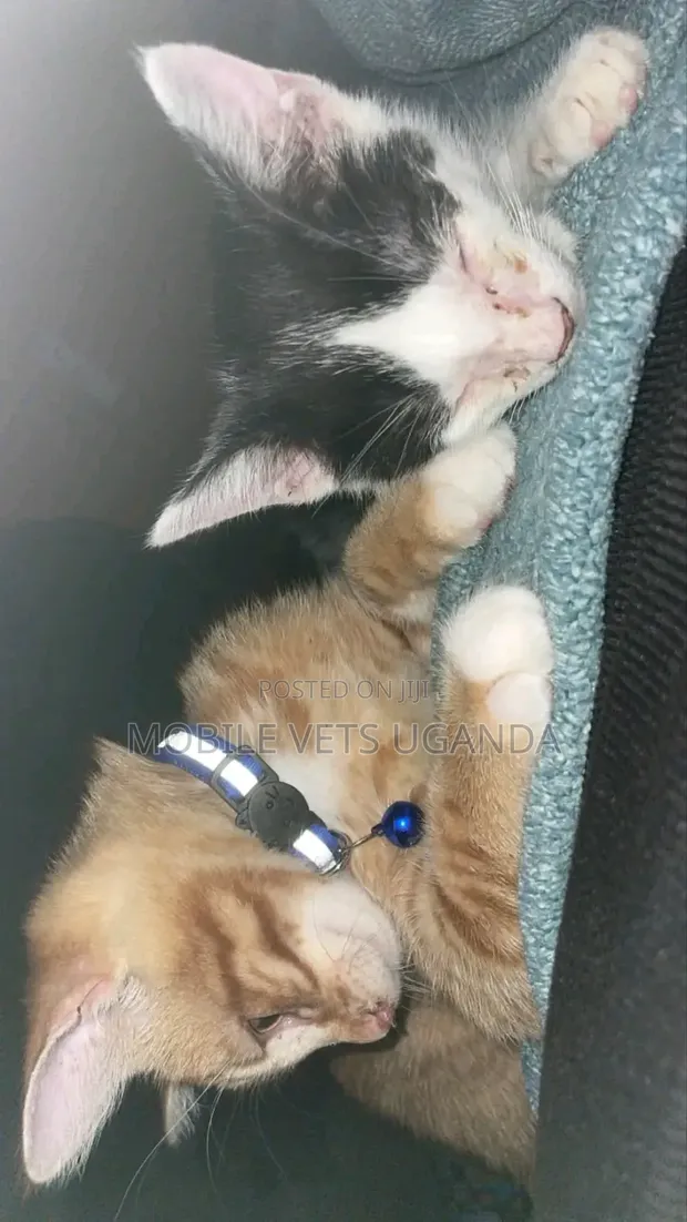 Purebred Abyssinian Kitten - 1-3 Months Old - 1