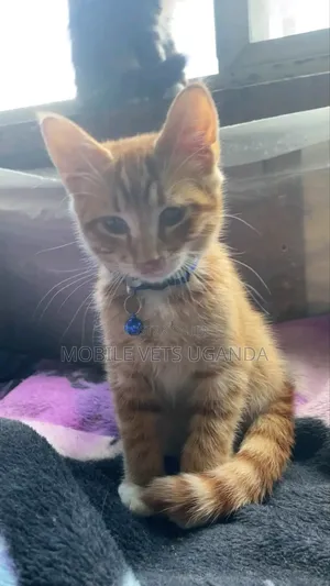 Female Purebred Bombay Kitten, 1-3 Months Old