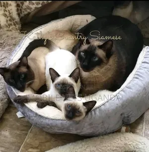 Purebred Siamese Kitten - 1-3 Months Old