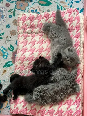 Purebred Persian Kitten - 0-1 Month Male